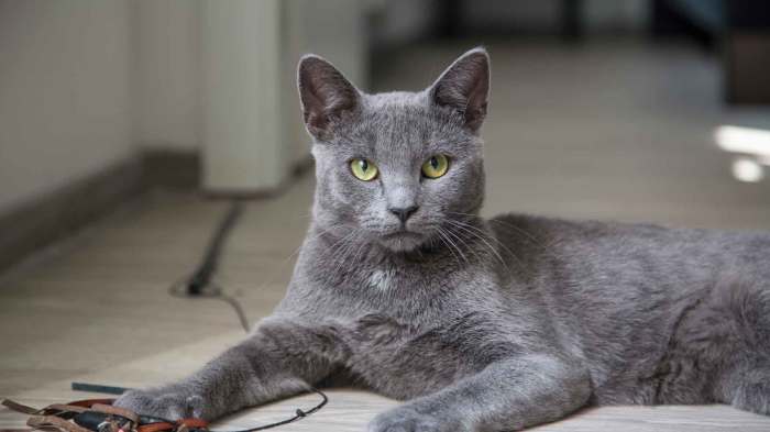 Русская голубая кошка. \ Фото: animaljournal.ru. Русская голубая кошка. \ Фото: animaljournal.ru.
