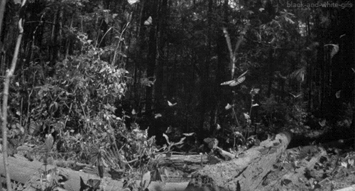 Анимированные снимки (гифки) диких животных от Михалыча! Просто прелесть!