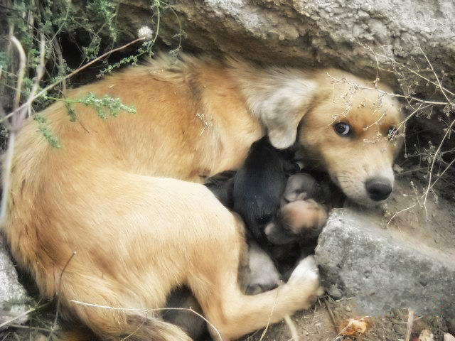 Мама – и этим все сказано Мама – и этим все сказано