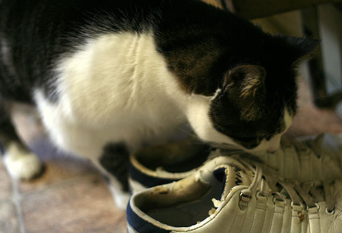 Кошка обнюхивает обувь