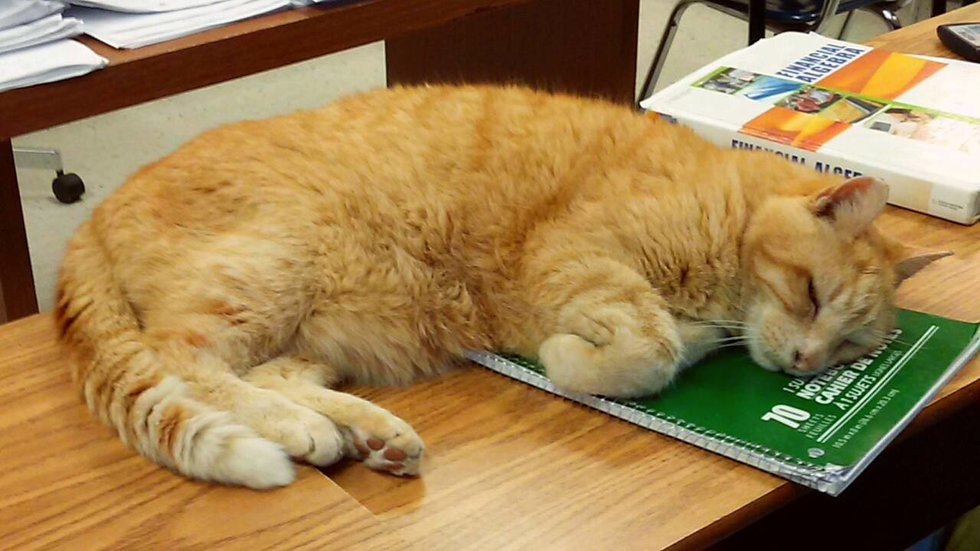 Без кота и жизнь не та