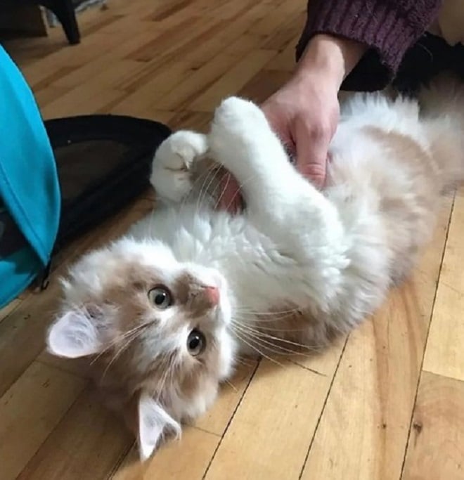 Котенок играет Робкая кошка пряталась за машиной. Никто не знал, что у неё будут котята, и без помощи человека им придётся жить на улице