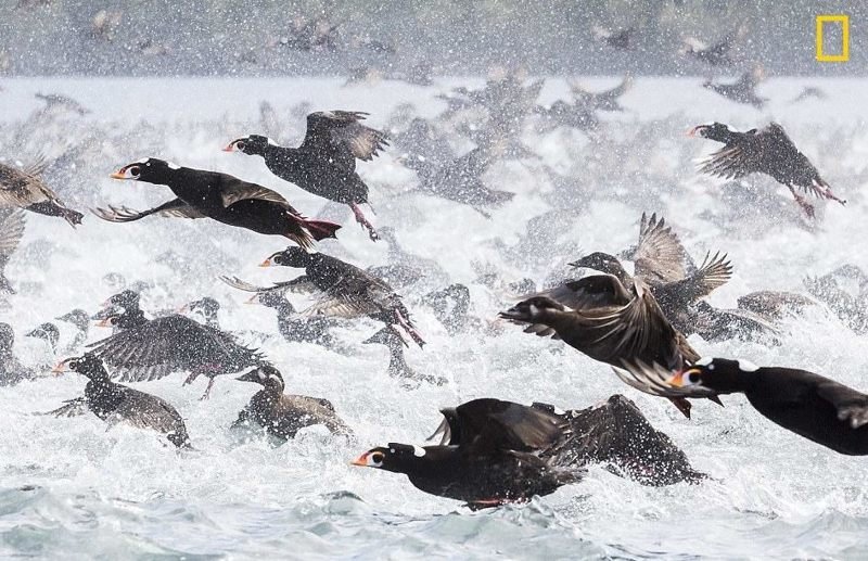 Фотоконкурс National Geographic "Фотограф года": лучшие в мире снимки живой природы National Geographic Nature, животные, звери, красота, птицы, творчество, фотографии, фотоконкурс