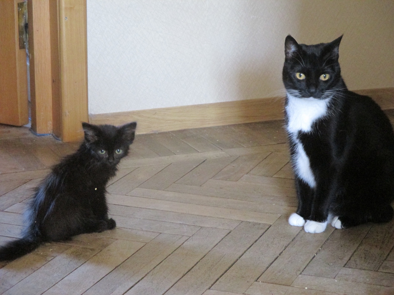 жизнь черного котенка после спасения котенок сидит рядом с кошкой