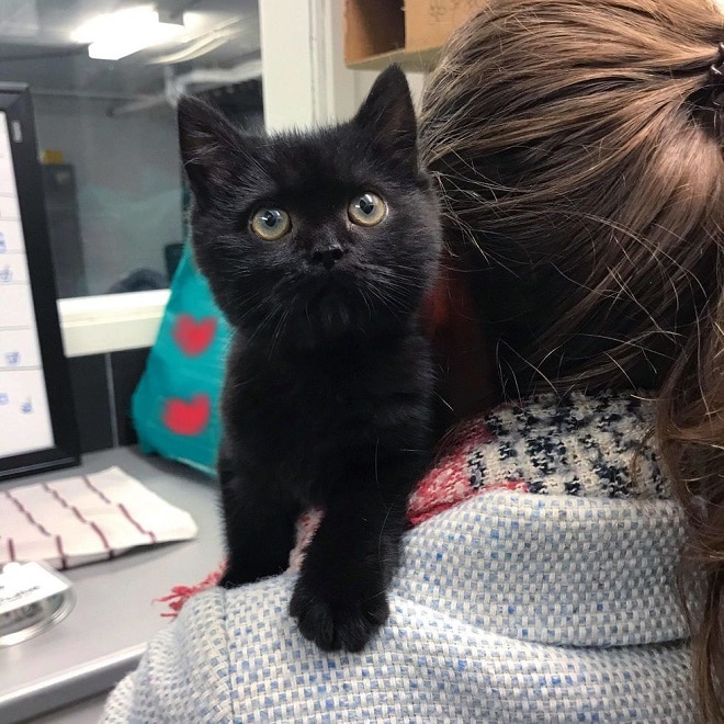 Котенок с хозяйкой Котенок на плече
