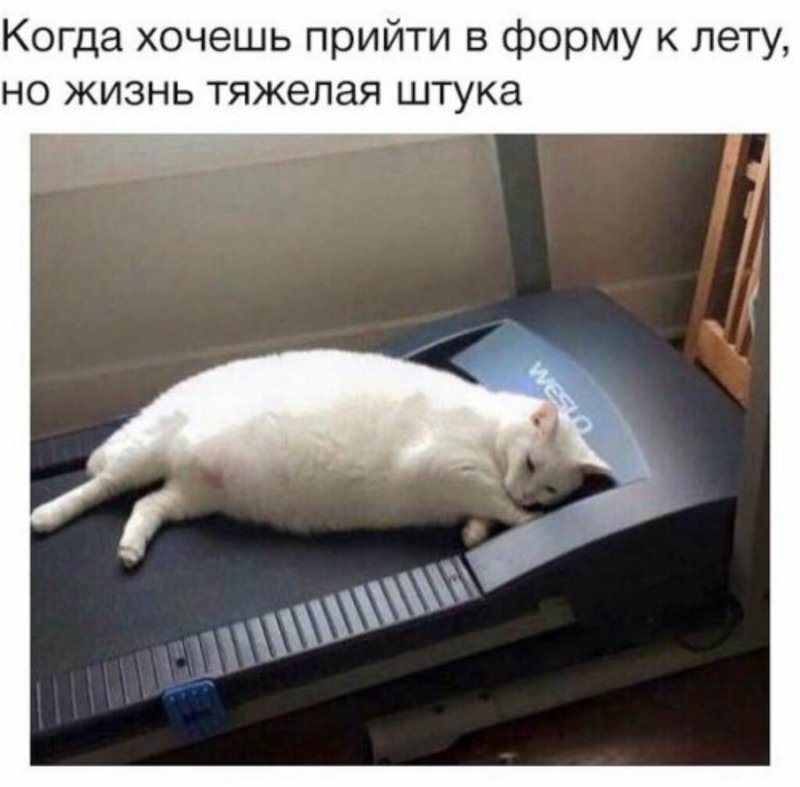 Субботний котопост забавные фото с котами., кошки, приколы с котами, смешные коты