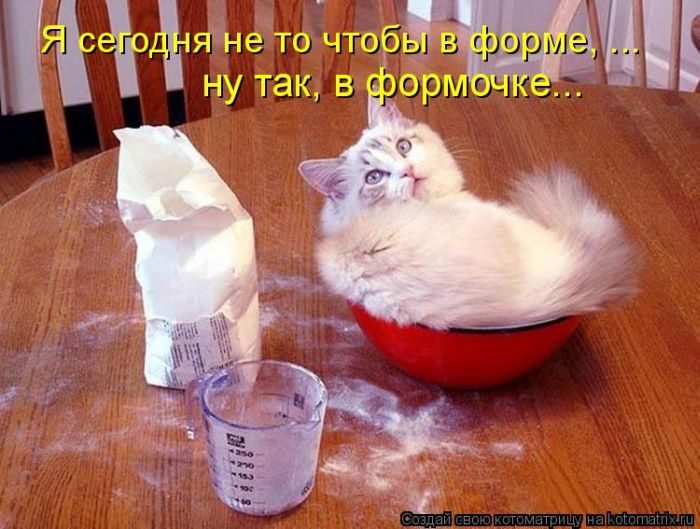 Лучшие котоматрицы недели
