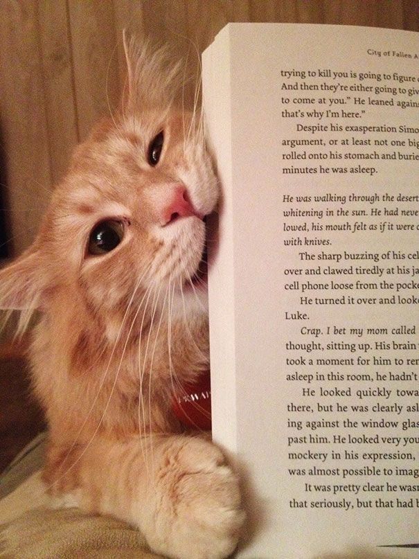 Кошки против книг: 25 кошек, которые хотят, чтобы вы прекратили читать Кошки против книг, кошки которые мешают читать
