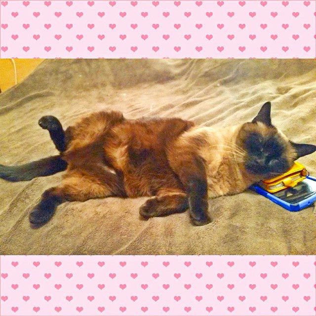 25 кошек, которые спят где угодно, кроме ваших коленей кошки спят, кошки спят в необычных местах
