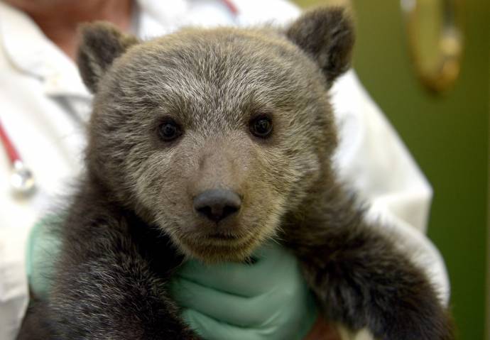 В Польше спасают найденного маленького медвежонка
