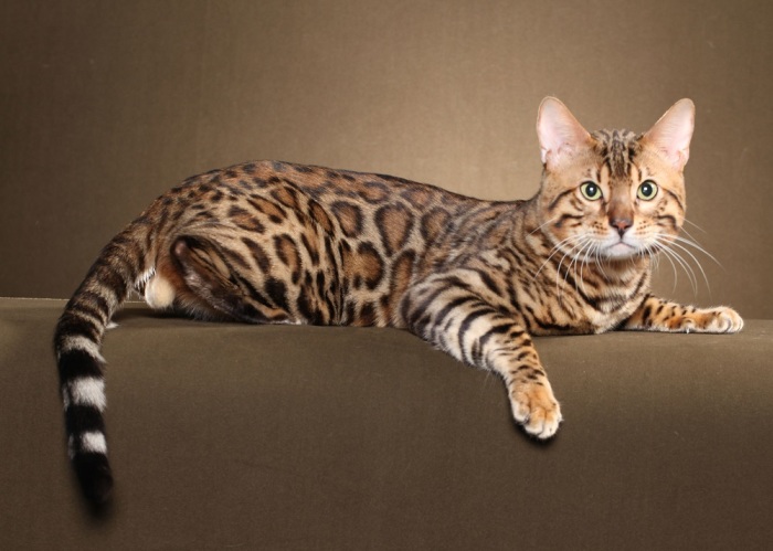 Бенгальская кошка. \ Фото: petstime.ru. Бенгальская кошка. \ Фото: petstime.ru.