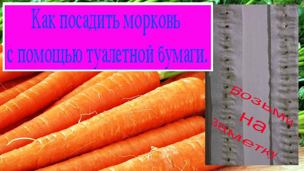 Как сделать чтобы морковка быстрее взошла Как сделать чтобы морковка быстрее взошла