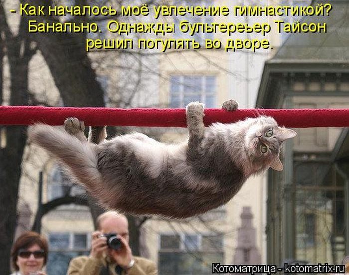 Лучшие котоматрицы недели