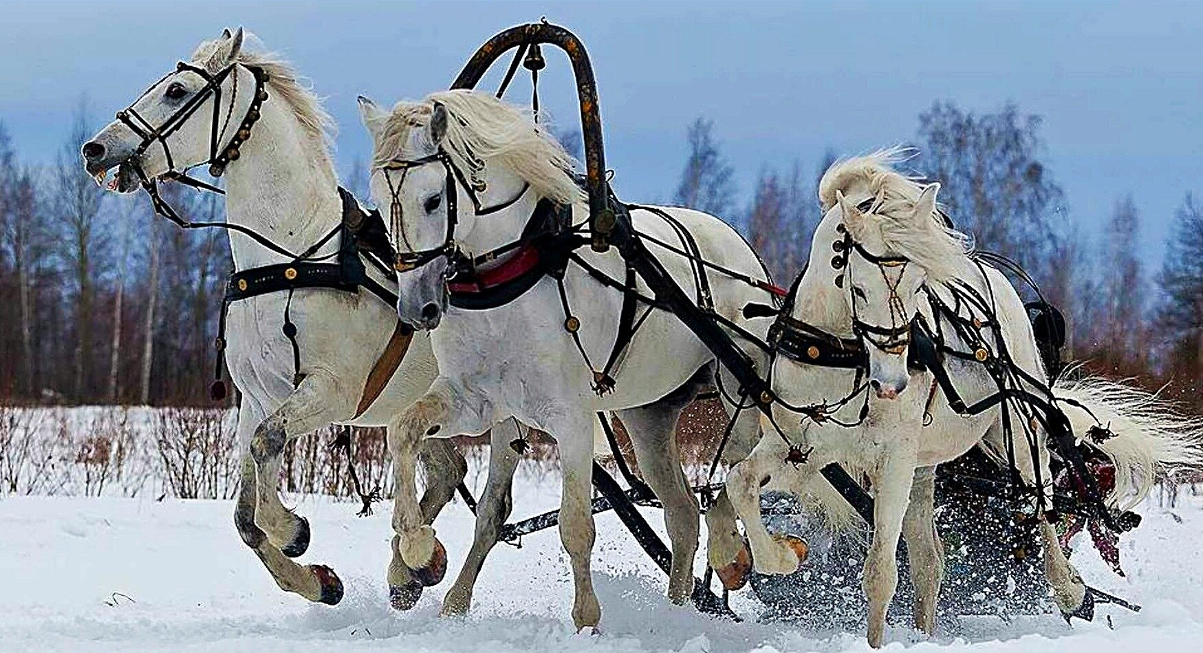 Тройка лошадей картинки летом