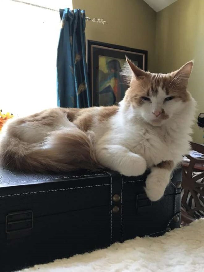 Кот в доме Пушистый кот
