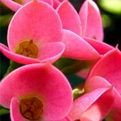 Молочай гребенчатореберный (Euphorbia lophogona Молочай гребенчатореберный (Euphorbia lophogona