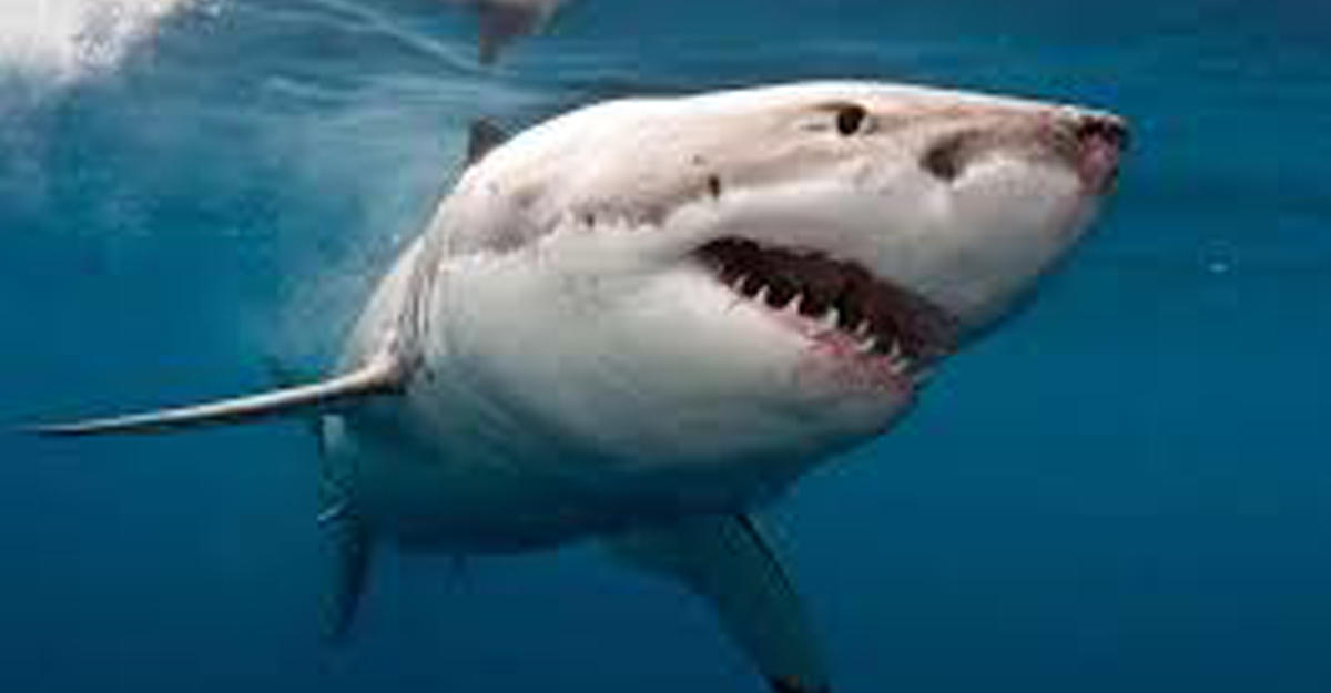 В Австралии сняли на видео, как акула-людоед преследует серфера
