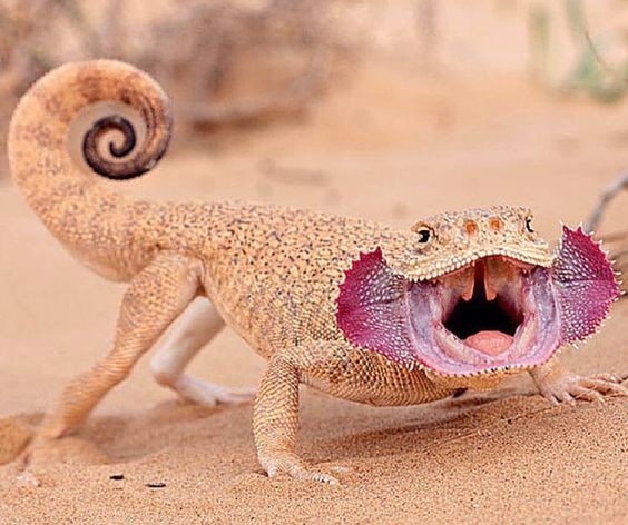 Круглоголовка (PHRYNOCEPHALUS) Круглоголовка (PHRYNOCEPHALUS) интересное, рептилии, ящерицы