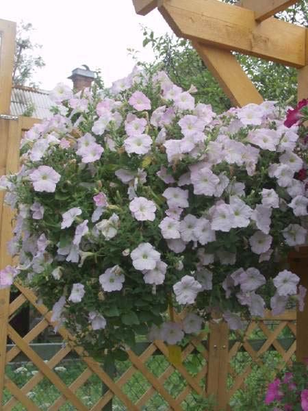 Petunia