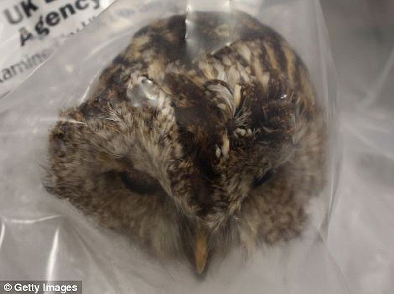 аэропорт, контрабанда, конфискация, Лондон, таможня