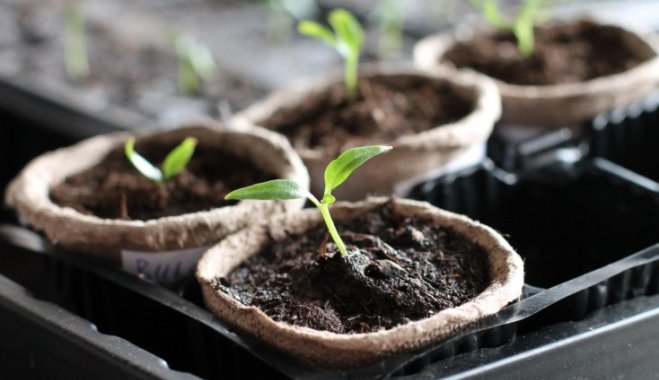 Готовим рассаду зимой. Шесть основных советов для проращивания семян в помещении