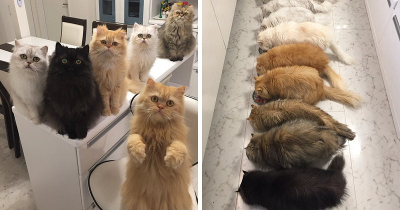 35 фотографий из жизни семей, у которых много питомцев