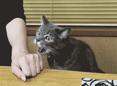 GIF-доказательство, что коты - чертовски весёлые ребята GIF коты юмор