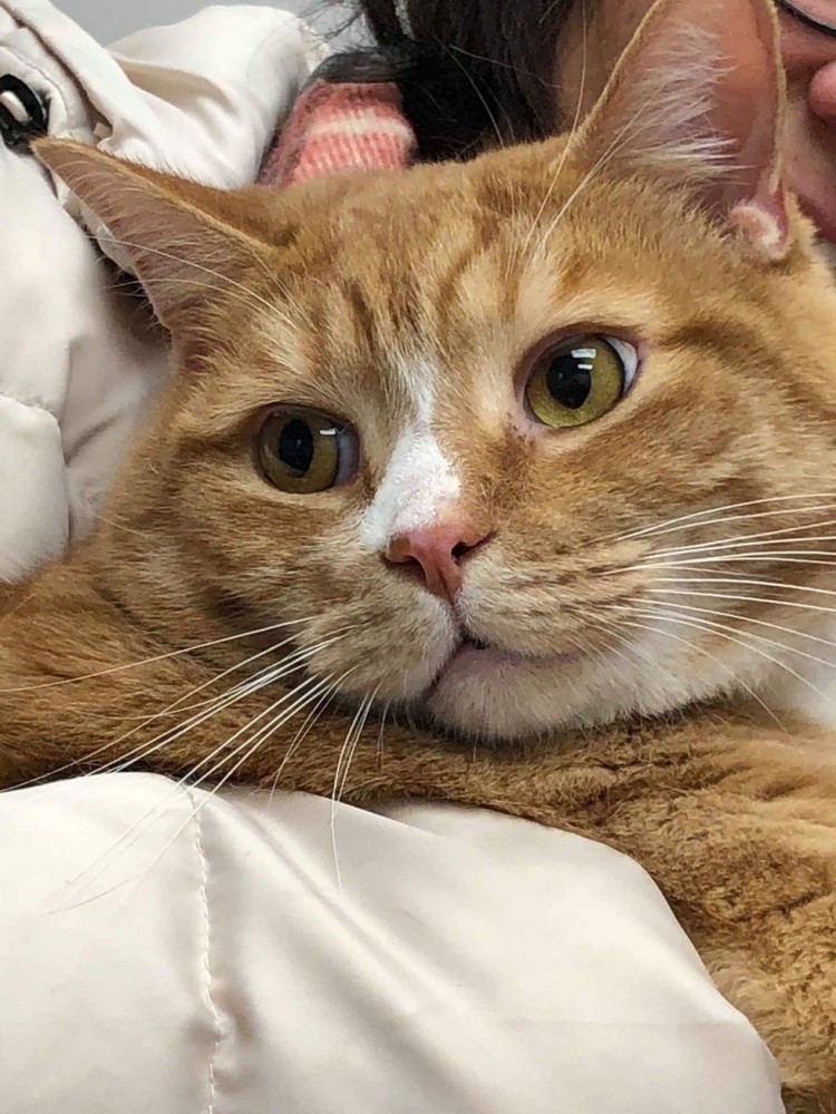Кота сдали в приют из-за его любви сидеть на коленях хозяина, но ему нашли новую семью Кота сдали в приют из-за его любви сидеть на коленях хозяина, но ему нашли новую семью