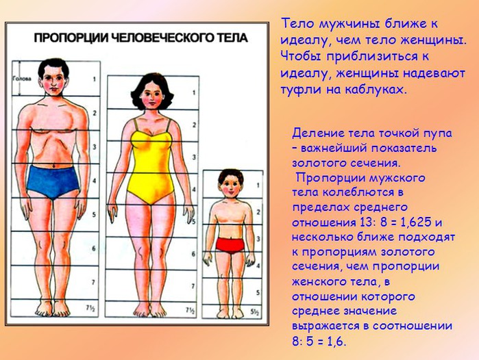 Соотношение пропорций в теле человека Соотношение пропорций в теле человека