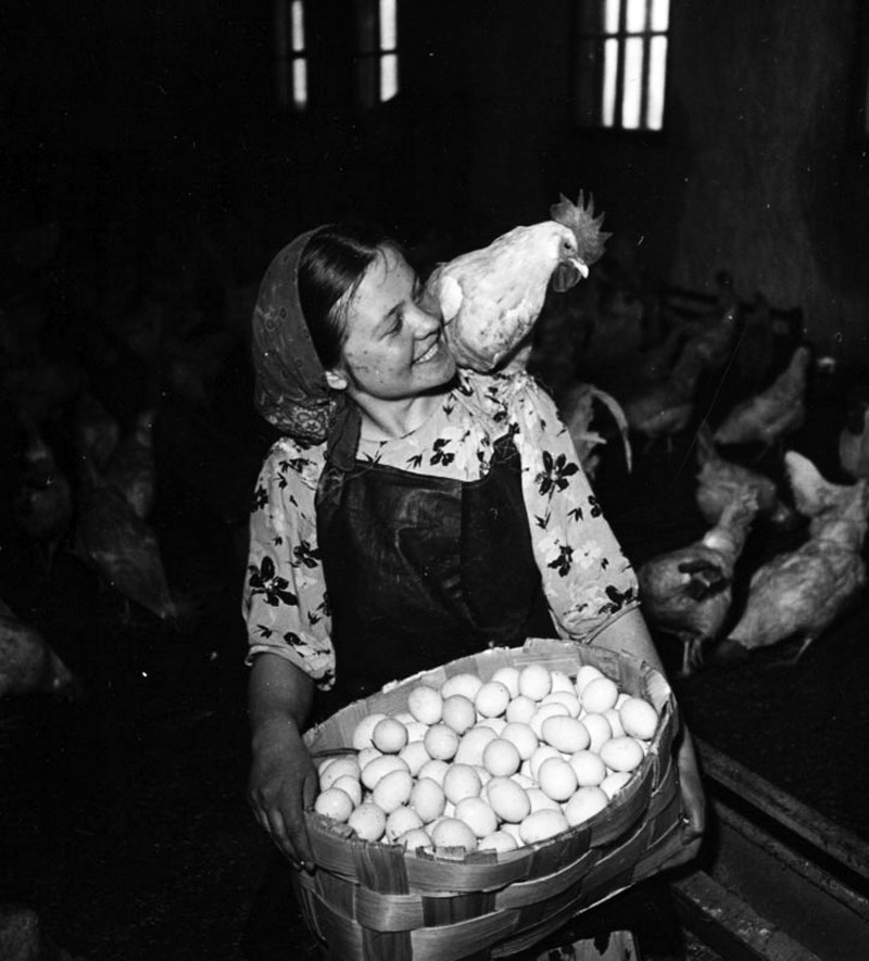 64 ГЕНИАЛЬНЫХ ФОТОГРАФИИ СОВЕТСКОЙ ЭПОХИ Птичница. г. Кировск. Заполярье. 1950 год. Фото: Яков Рюмкин