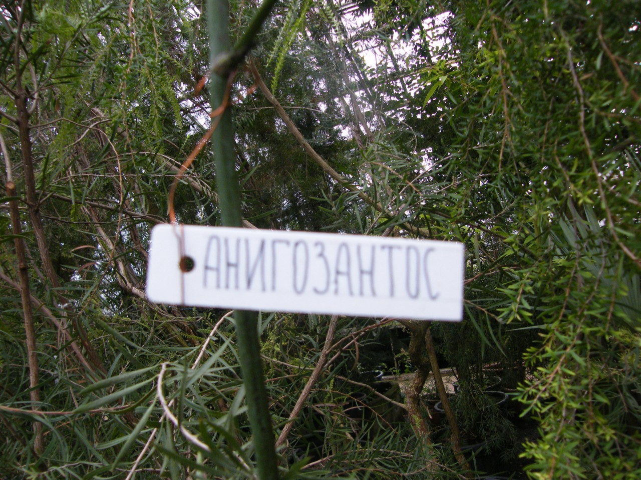 Оранжерея главного Ботанического сада в Москве. Оранжерея главного Ботанического сада в Москве.