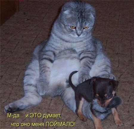 Смешные картинки о животных с подписями.