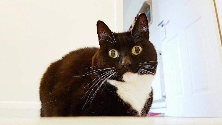 Кошка, которая в шоке от всего