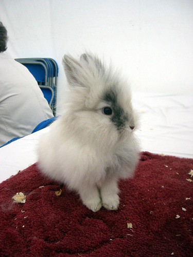 Крольчата (18 фото)