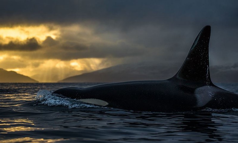 Профессор-биолог делает невероятные снимки гренландских китов киты, красота, природа, фото