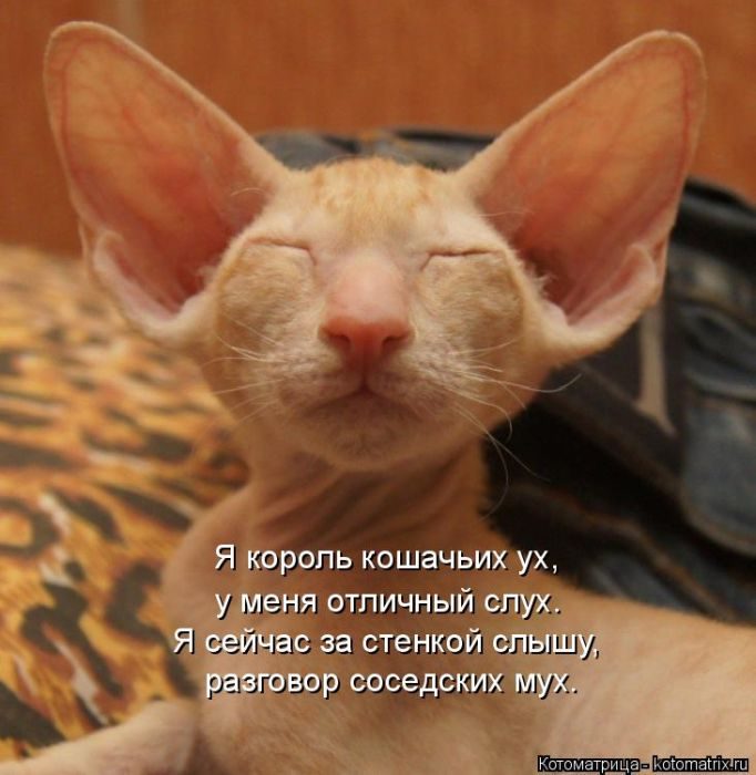 Лучшие котоматрицы, которые зарядят вас позитивом) Лучшие котоматрицы, которые зарядят вас позитивом)