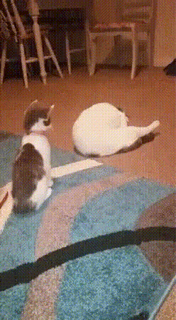 GIF-доказательство, что коты - чертовски весёлые ребята GIF коты юмор