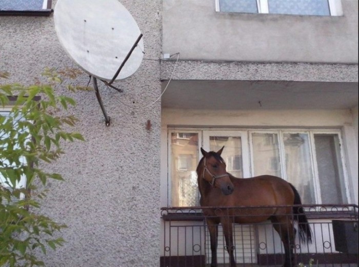 Как это произошло Как это произошло забавно, подборка, подборка фото, фотоподборка, юмор