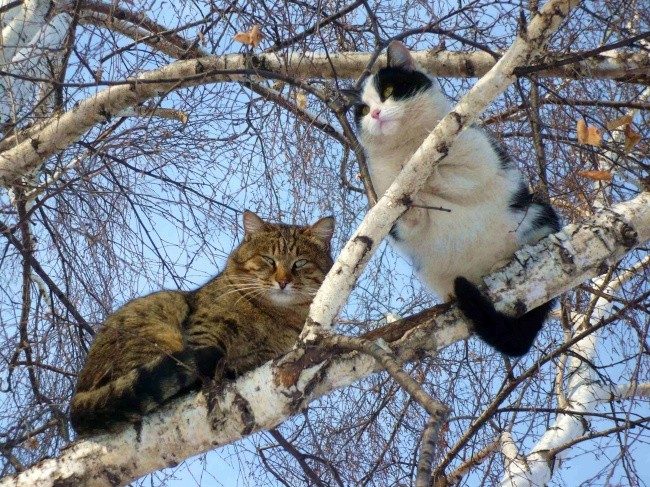 Весна — коты прилетели! Весна — коты прилетели!