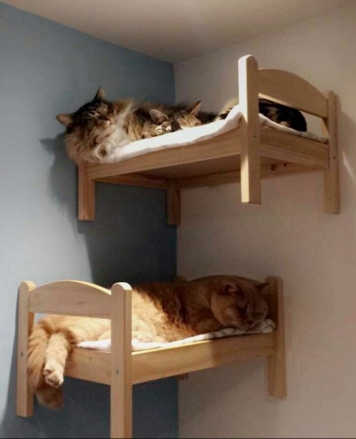 Кошачьи полати