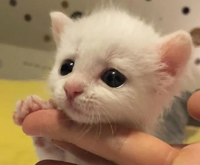 Крошечный котенок Котенок и палец