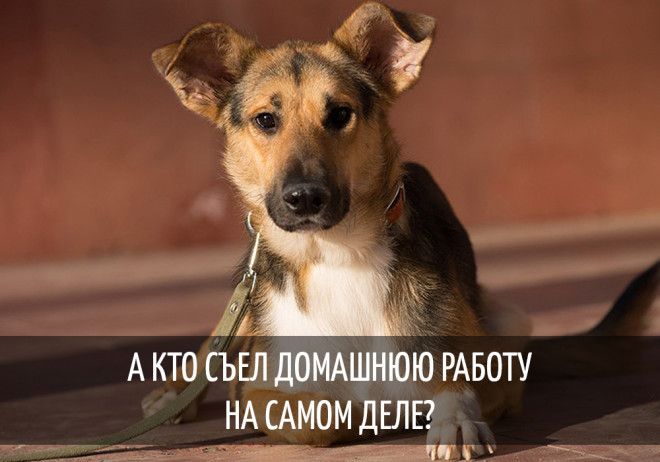 15 забавных мыслей, которые наверняка посещали каждую собаку 15 забавных мыслей, которые наверняка посещали каждую собаку
