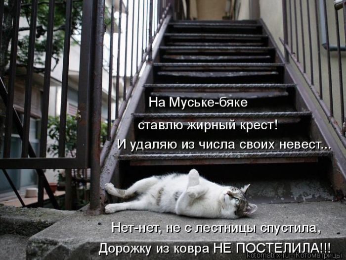 Лучшие котоматрицы, которые зарядят вас позитивом) Лучшие котоматрицы, которые зарядят вас позитивом)