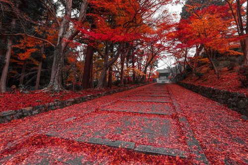 Волшебные тропы, которые так и манят (28 фото)