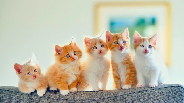 Кошки. Приметы и суеверия
