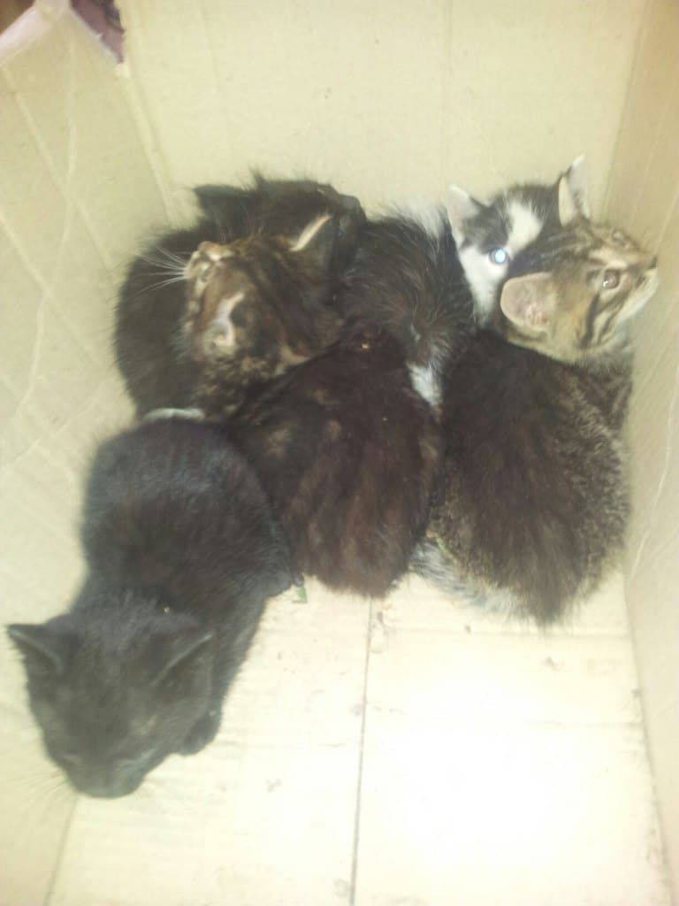 помощь котятам котята в коробке