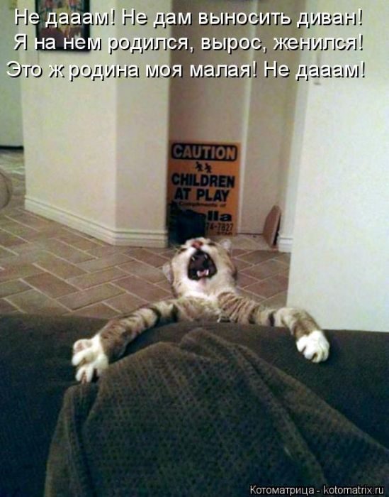 Самые весёлые котоматрицы)) Самые весёлые котоматрицы))