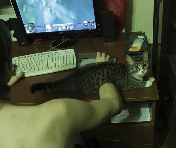 20 кошек, которые плевать хотели на твоё личное пространство 20 кошек, которые плевать хотели на твоё личное пространство