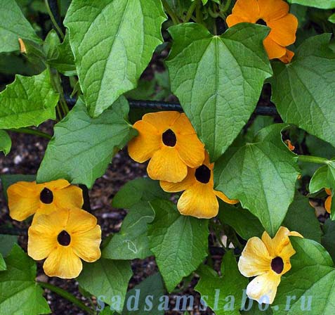 ����� ��� ���� � ����� �������� ������������� ������