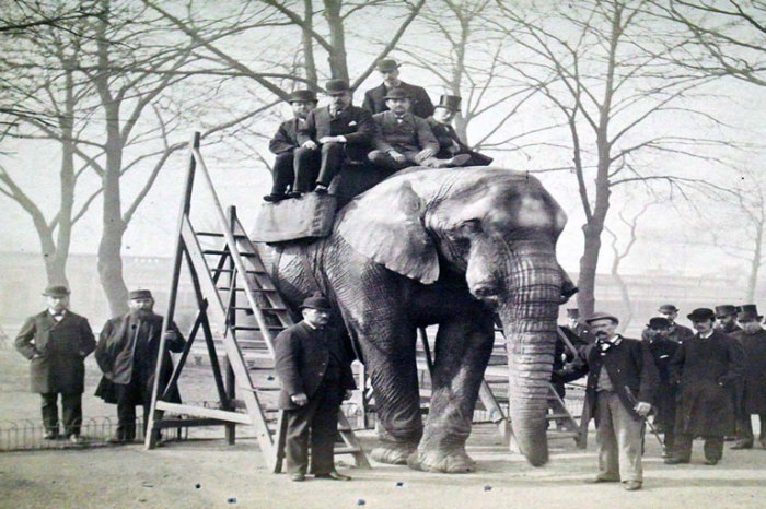 Мужчины позируют на слоне Джамбо в Лондоне, Англия./Фото:canadashistory.ca Мужчины позируют на слоне Джамбо в Лондоне, Англия./Фото:canadashistory.ca